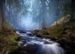 Rzeka płynąca przez zamglony las
