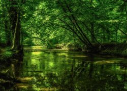 Rzeka pod rozświeltlonymi słońcem zielonymi drzewami