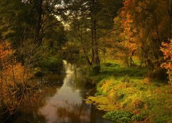 Rzeka w jesiennym lesie