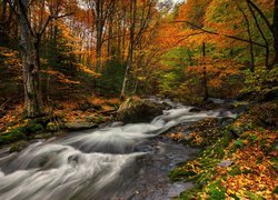 Rzeka w lesie jesienią