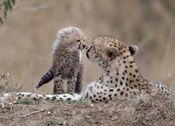 Samica geparda z młodym