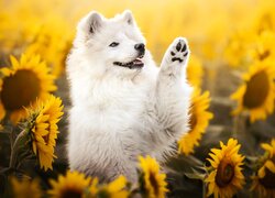 Pies, Samojed, Kwiaty, Słoneczniki