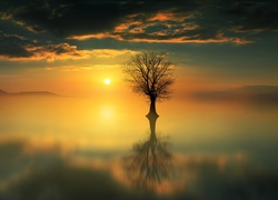 Drzewo, Odbicie, Jezioro, Mgła, Zachód słońca