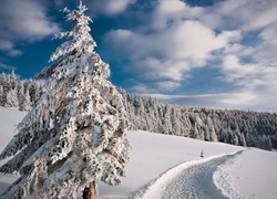 Samotne obsypane śniegiem drzewo przy drodze prowadzącej do lasu