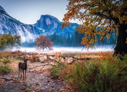 Stany Zjednoczone, Kalifornia, Park Narodowy Yosemite, Góry, Jesień, Mgła, Drzewa, Sarna, Konar