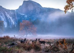 Stany Zjednoczone, Kalifornia, Park Narodowy Yosemite, Sarny, Góry, Jesień, Mgła, Drzewa