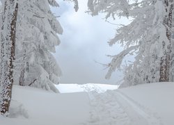Ścieżka między drzewami w śniegu