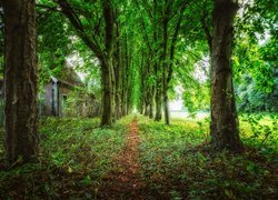 Ścieżka pod zielonymi drzewami