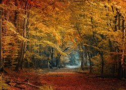 Ścieżka pośród jesiennych drzew