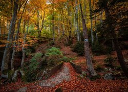 Ścieżka przez mały mostek w jesiennym lesie