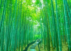 Drzewa, Bambusy, Ścieżka, Schody