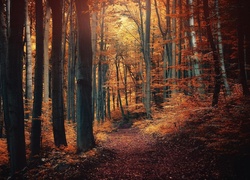Ścieżka w jesiennym lesie pokryta liśćmi