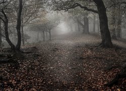 Ścieżka w lesie na wzgórzach Clent Hills w Anglii