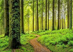 Ścieżka w lesie wśród wysokich drzew i paproci
