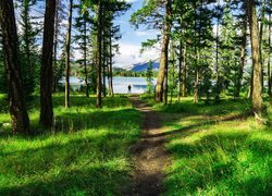 Ścieżka w słonecznym lesie nad jeziorem