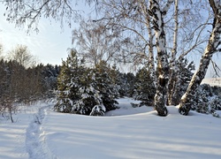 Ścieżka w śniegu prowadząca do lasu