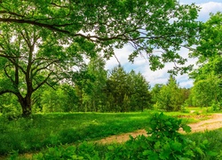 Ścieżka wśród zielonych drzew latem