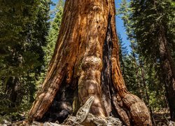 Sekwoje w Parku Narodowym Redwood w Stanach Zjednoczonych