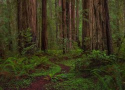 Las, Drzewa, Sekwoje, Pnie, Paprocie, Ścieżka, Park stanowy, Jedediah Smith Redwoods, Kalifornia, Stany Zjednoczone