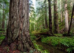 Las, Drzewa, Sekwoje, Paprocie, Park stanowy, Prairie Creek Redwood State Park, Kalifornia, Stany Zjednoczone