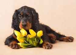 Pies, Seter szkocki, Kwiaty, Tulipany