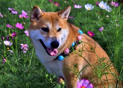 Pies, Shiba inu, Obroża, Kwiaty, Kosmea