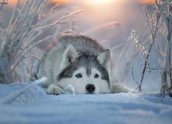 Siberian husky leżący na śniegu