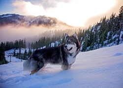 Pies, Siberian Husky, Zima, Góry, Mgła, Las