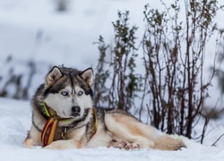 Siberian husky, Śnieg