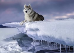 Siberian husky na tafli lodu