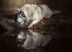 Pies, Leżący, Siberian husky, Woda, Odbicie