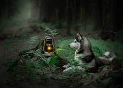 Siberian husky obok lampy naftowej w lesie