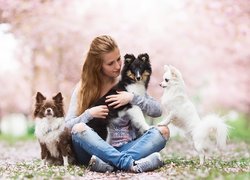 Siedząca dziewczyna z psami rasy owczarek szetlandzki i chihuahua