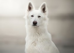 Pies, Biały owczarek szwajcarski, Mordka, Stojące, Uszy