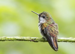 Siedzący na gałązce koliber