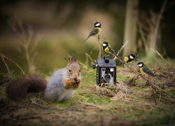 Sikorki zainteresowane aparatem fotograficznym i wiewiórka zajadająca orzechy