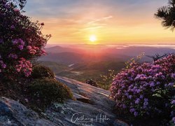 Skały i kwitnące azalie w górach Blue Ridge Mountains