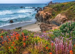 Morze, Wybrzeże, Skały, Region Big Sur, Kwiaty, Kalifornia, Stany Zjednoczone