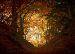 Skarpa w lesie pokryta jesiennymi liśćmi
