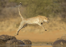 Skok geparda z kamienia na kamień nad wodą