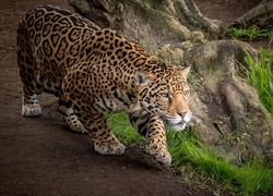 Skradający się jaguar
