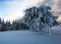 Ślady w śniegu pod ośnieżonymi drzewami