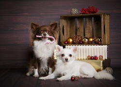 Słodkie pieski chihuahua pozują przy świątecznej dekoracji