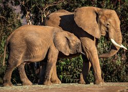 Słoń i słoniątko