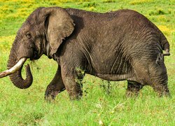Słoń idący po trawie