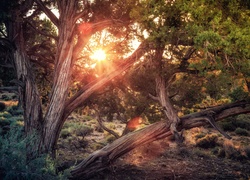 Słońce rzuca promienie na drzewa w lesie