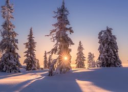 Zima, Ośnieżone, Drzewa, Promienie słońca