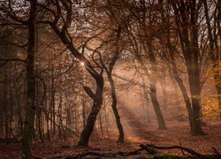 Słoneczne promienie w jesiennym lesie