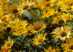 Żółte, Kwiaty, Słoneczniczki szorstkie, Ogrodowe