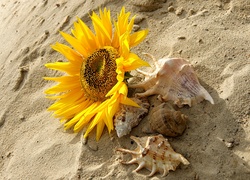 Słonecznik położony na piasku obok muszelek